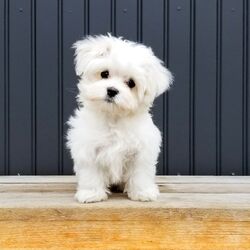 AdobeStock_299341611