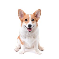 AdobeStock_250441877