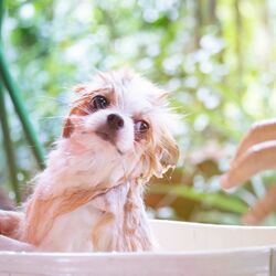 AdobeStock_245517025