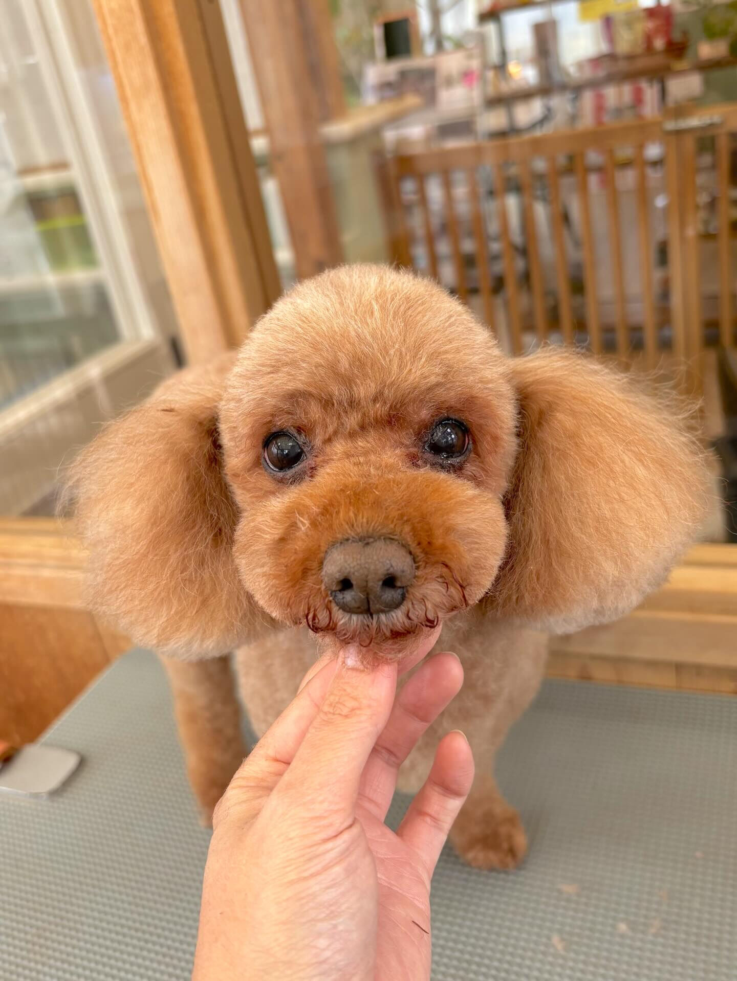 スッキリテディベアカット🧸✂️