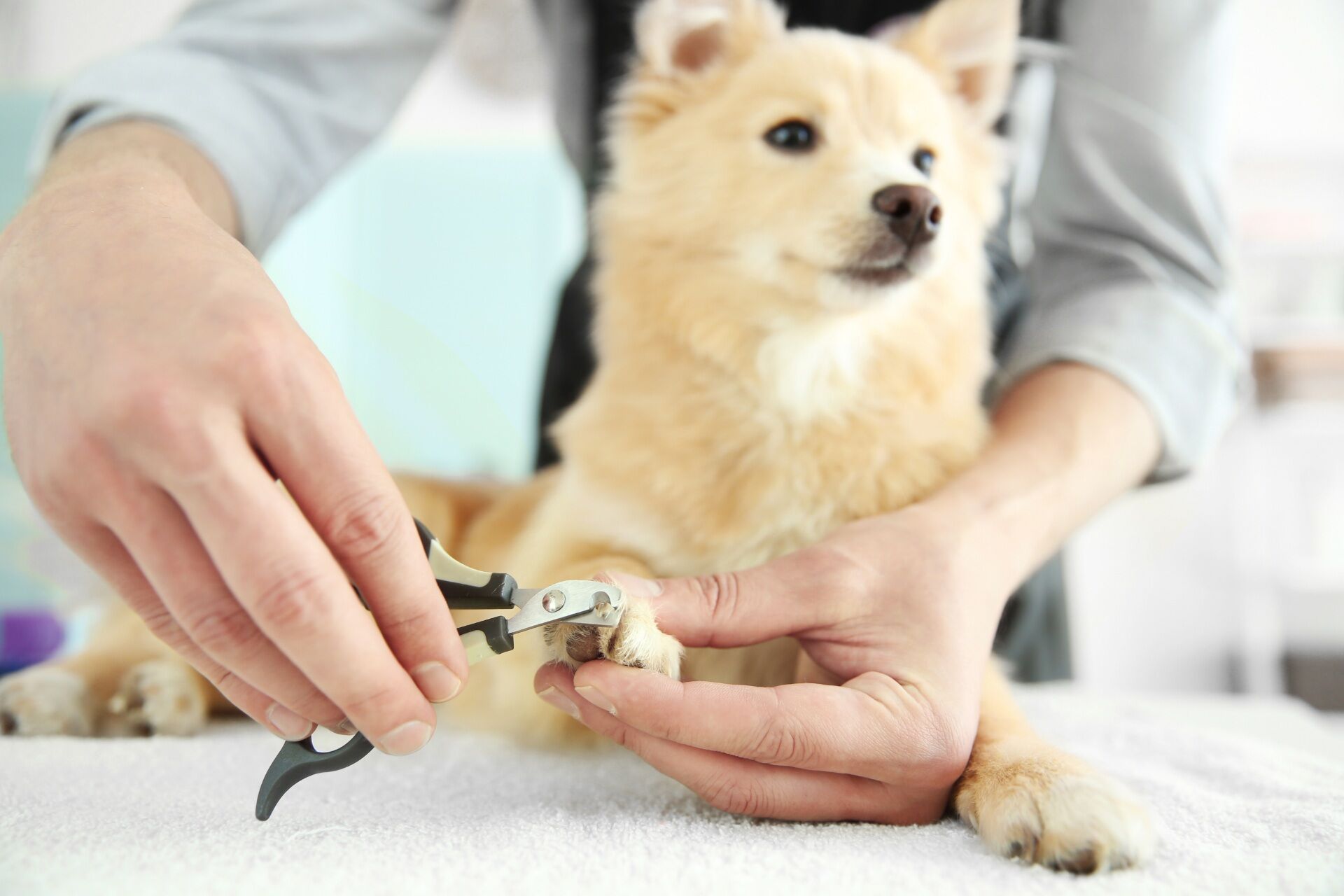 ミックス犬